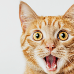 The Strangest Collectibles People Are Obsessed With