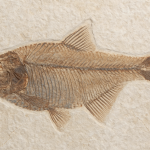 Preserving History: How Collectibles Keep the Past Alive